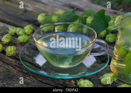 Gemeinsame Hopfen (Humulus lupulus), Kaffee aus Hopfenzapfen, Deutschland Stockfoto