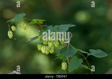 Gemeinsame Hopfen (Humulus lupulus), Zweig mit Früchten, Deutschland Stockfoto