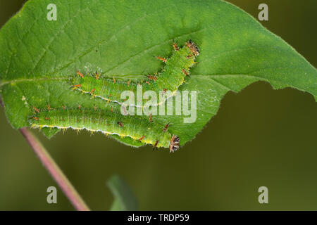 Eurasischen White Admiral, White Admiral (Ladoga Camilla, Neptis rivularis), Raupen auf einem Blatt, Deutschland Stockfoto