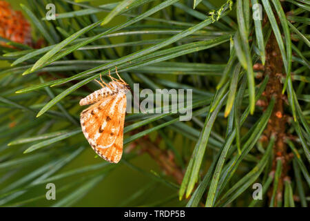 Kiefer, Kiefer looper Motte Motte, grenzt weiße Schönheit (Bupalus Bupalus piniarius piniaria,), sitzen an Tannennadeln, Deutschland Stockfoto