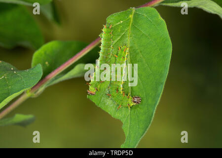 Eurasischen White Admiral, White Admiral (Ladoga Camilla, Neptis rivularis), Raupen auf einem Blatt, Deutschland Stockfoto