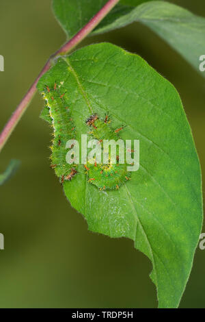 Eurasischen White Admiral, White Admiral (Ladoga Camilla, Neptis rivularis), Raupen auf einem Blatt, Deutschland Stockfoto