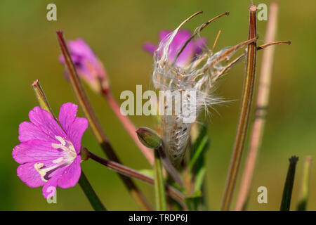 Willow-Kraut, Willow - Unkraut (Epilobium spec.), mit Blumen und Obst, Deutschland, Bayern, Ostalgaeu Stockfoto