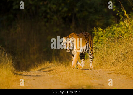 Bengal Tiger (Panthera tigris tigris), männlich, Indien, Corbett National Park Stockfoto