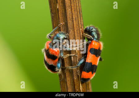 Bienenstock Käfer (Trichodes apiarius), die auf dem Halm, Ungarn Stockfoto