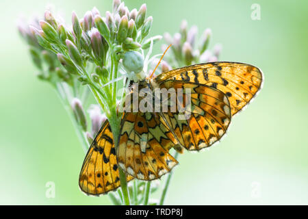 Goldrute crab Spider (Misumena vatia), Crab spider preying auf eine kleine Perle - grenzt Fritillary, Ungarn Stockfoto