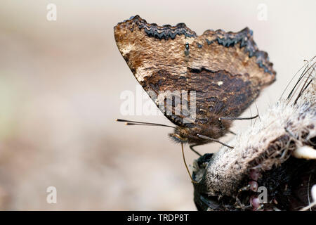 Große Schildpatt, schwarzbeinigkeit Fuchs (Nymphalis polychloros, Vanessa polychloros), auf einem toten Fuchs, Ungarn Stockfoto