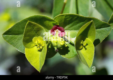 Süße spurgetonk (Euphorbia dulcis), Blütenstände, Österreich, Tirol, Lechauen Stockfoto