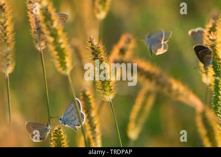 Silber - verzierte Blau (Plebejus argus, Plebeius argus), auf Gras, Ungarn Stockfoto