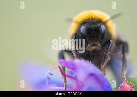 Bumblebee in bugloss, Ungarn Stockfoto