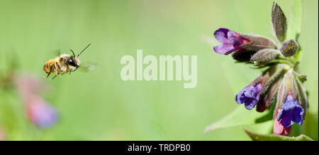 Honey Bee, hive Biene (Apis mellifera mellifera), Biene auf Blume fliegen, Ungarn Stockfoto