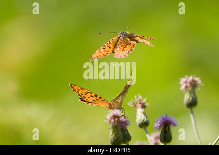 Fritillaries an Disteln, Ungarn Stockfoto