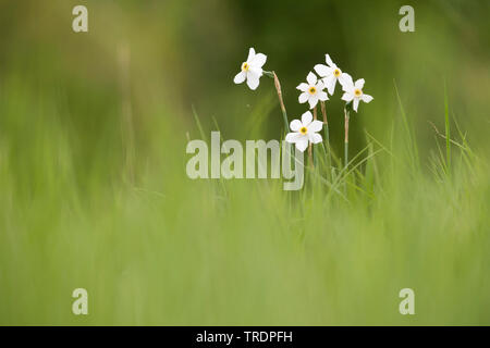 Der Fasan-eye Narzisse, Fasan - Auge Narzissen, Narzissen von Poet (Narcissus poeticus), blühen in einer Wiese, Ungarn Stockfoto