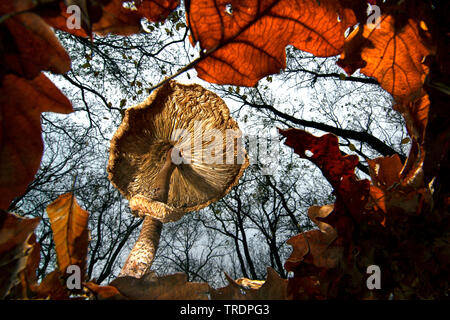 Der Pilz, Ungarn Stockfoto