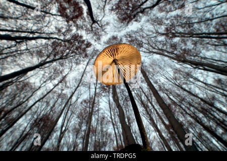 Der Pilz, Ungarn Stockfoto