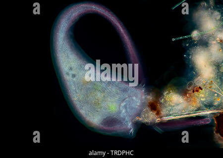 Trompete animalcule (Stentor spec.), im Dunkelfeld, Fütterung, x60 Stockfoto