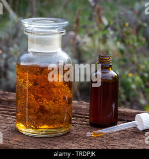 Mädesüß, Königin-von-der-Wiese (Filipendula ulmaria), selbst gemacht Tinktur in Alkohol, Deutschland Stockfoto