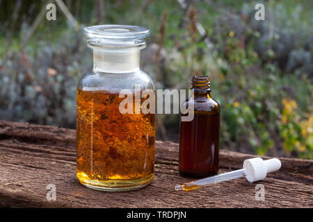 Mädesüß, Königin-von-der-Wiese (Filipendula ulmaria), selbst gemacht Tinktur in Alkohol, Deutschland Stockfoto