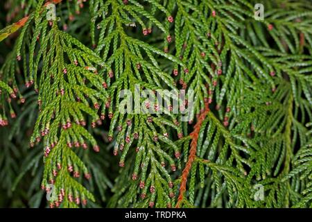 Red Cedar (Thuja plicata), Zweige mit männlichen Blüten Stockfoto