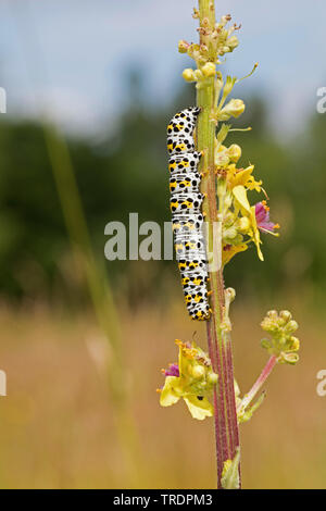 Königskerze moth Mullein Caterpillar (Cucullia verbasci, Shargacucullia verbasci), Caterpillar essen an Königskerze, Deutschland Stockfoto