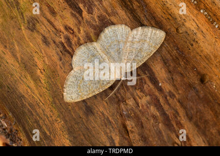 Gemeinsame Welle (Cabera exanthemata), totes Holz sitzen, Deutschland Stockfoto