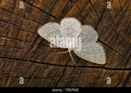 Gemeinsame Welle (Cabera exanthemata), an einem Baum Scheibe sitzt, Deutschland Stockfoto