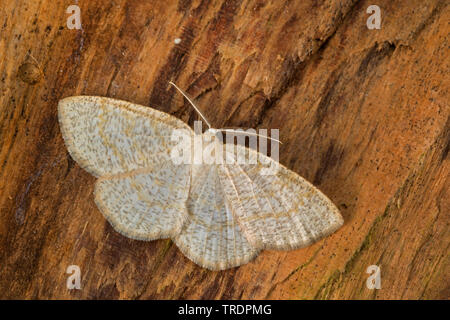 Gemeinsame Welle (Cabera exanthemata), totes Holz sitzen, Deutschland Stockfoto