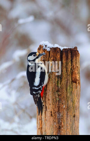 Buntspecht (Picoides major, Dendrocopos major), weiblich, Deutschland Stockfoto