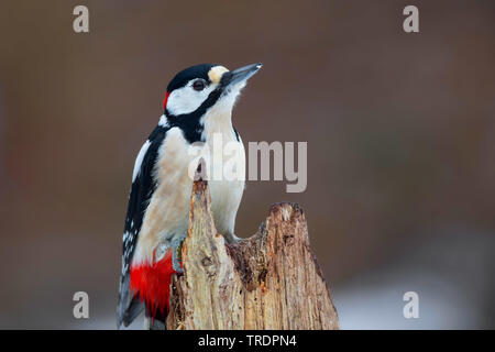 Buntspecht (Picoides major, Dendrocopos major), männlich, Deutschland Stockfoto