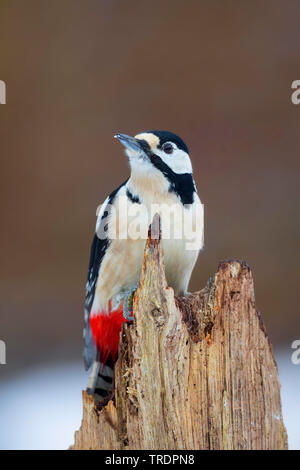 Buntspecht (Picoides major, Dendrocopos major), männlich, Deutschland Stockfoto