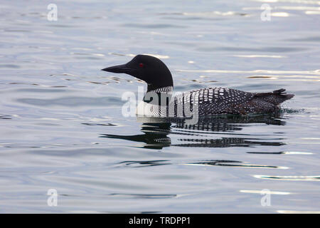 Great Northern diver (Gavia Immer), in der Zucht Färbung, Island Stockfoto