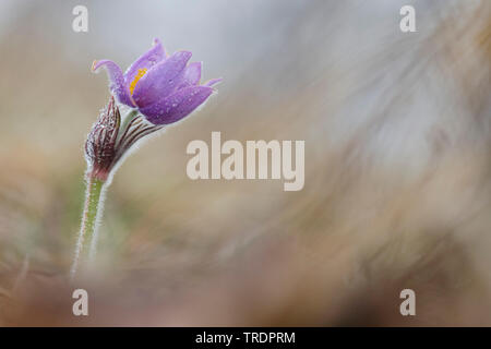 Pasque flower (Pulsatilla vulgaris), Blüte in einer Wiese mit Morgentau, Ungarn Stockfoto