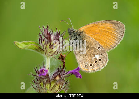 Chestnut Heide (Coenonympha glycerion, Coenonympha iphis), auf Blume, Ungarn Stockfoto