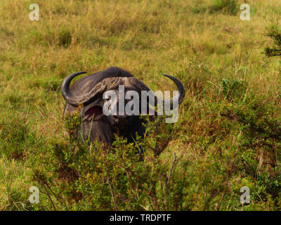 Afrikanischer Büffel (Syncerus Caffer), liegen in der Savanne, Kenia, Masai Mara National Park Stockfoto