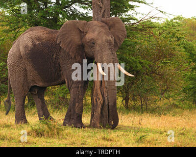 Afrikanischer Elefant (Loxodonta africana), bull Elephant an einem Baumstamm, Seitenansicht, Kenia, Masai Mara National Park Stockfoto