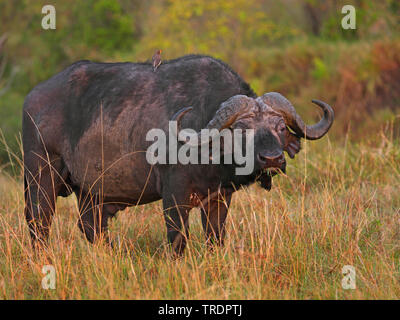 Afrikanischer Büffel (Syncerus Caffer), in der Savanne, Kenia, Masai Mara National Park stehen Stockfoto