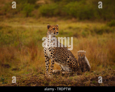 Gepard (Acinonyx jubatus), Gepardin mit Cub, Kenia, Masai Mara National Park Stockfoto