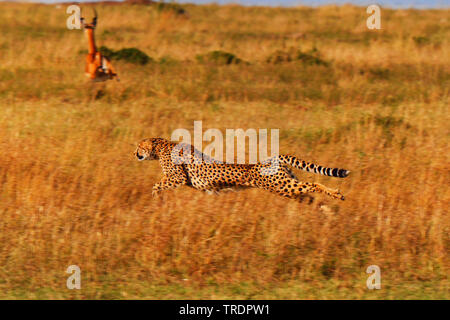 Gepard (Acinonyx jubatus), Jagd Geparden, Antilopen auf der Flucht im Hintergrund, Kenia, Masai Mara National Park Stockfoto