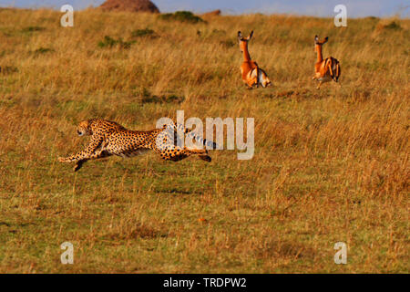 Gepard (Acinonyx jubatus), Jagd cheetah, Antilopen auf der Flucht im Hintergrund, Kenia, Masai Mara National Park Stockfoto