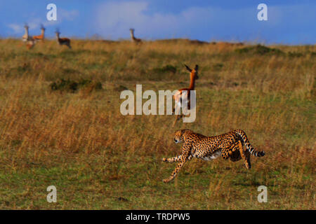 Gepard (Acinonyx jubatus), Jagd Geparden, Antilopen auf der Flucht im Hintergrund, Kenia, Masai Mara National Park Stockfoto