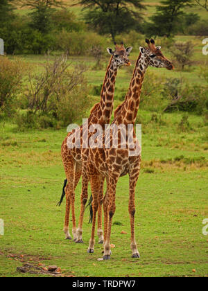 Masai Giraffe (Giraffa Camelopardalis tippelskirchi), zwei Masai Giraffen in der Savanne, Kenia, Masai Mara National Park Stockfoto