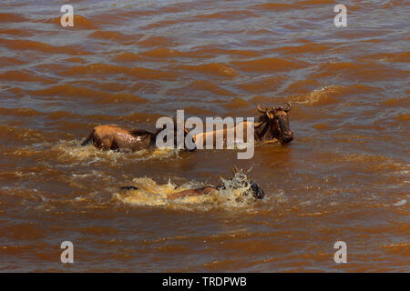 Eastern White-bärtigen Gnus (Connochaetes taurinus albojubatus), Eastern White-bärtigen Gnus, die einen Fluß überquert, Seitenansicht, Kenia, Masai Mara National Park Stockfoto