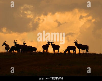 Topi, tsessebi, korrigum, wasserbüffeln (Damaliscus lunatus Topi), Herde im Abendlicht, Kenia, Masai Mara National Park Stockfoto