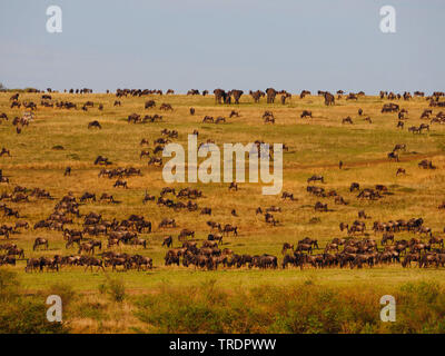 Eastern White-bärtigen Gnus (Connochaetes taurinus albojubatus), grasende Herde von wildbeests in der Savanne, Kenia, Masai Mara National Park Stockfoto