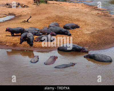 Hippopotamus, Flusspferd, gemeinsame Flusspferd (Hippopotamus amphibius), Herde in Wasser legen, Kenia, Masai Mara National Park Stockfoto