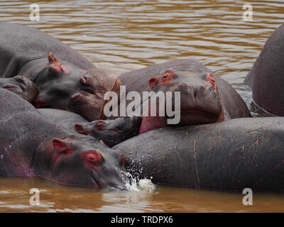 Hippopotamus, Flusspferd, gemeinsame Flusspferd (Hippopotamus amphibius), schlafende Gruppe im Wasser, Kenia, Masai Mara National Park Stockfoto