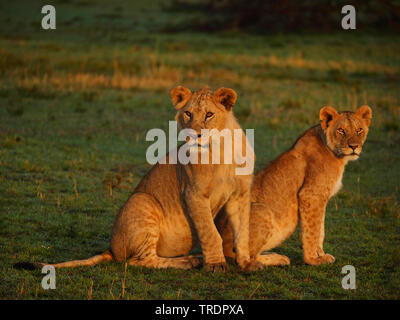 Löwe (Panthera leo), zwei junge Löwen nebeneinander sitzen auf einer Wiese, Kenia, Masai Mara National Park Stockfoto