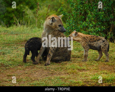 Tüpfelhyäne (Crocuta crocuta), mit zwei Jungen, Kenia, Masai Mara National Park Stockfoto