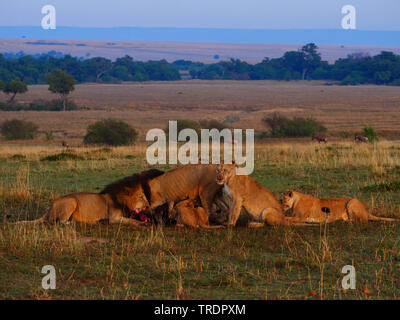 Löwe (Panthera leo), die Gruppe der Löwen in der Savanne, Kenia, Masai Mara National Park Stockfoto