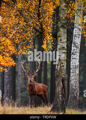 Red Deer (Cervus elaphus), Red Deer Hirsch in einem Herbst Wald, Deutschland, Sachsen Stockfoto